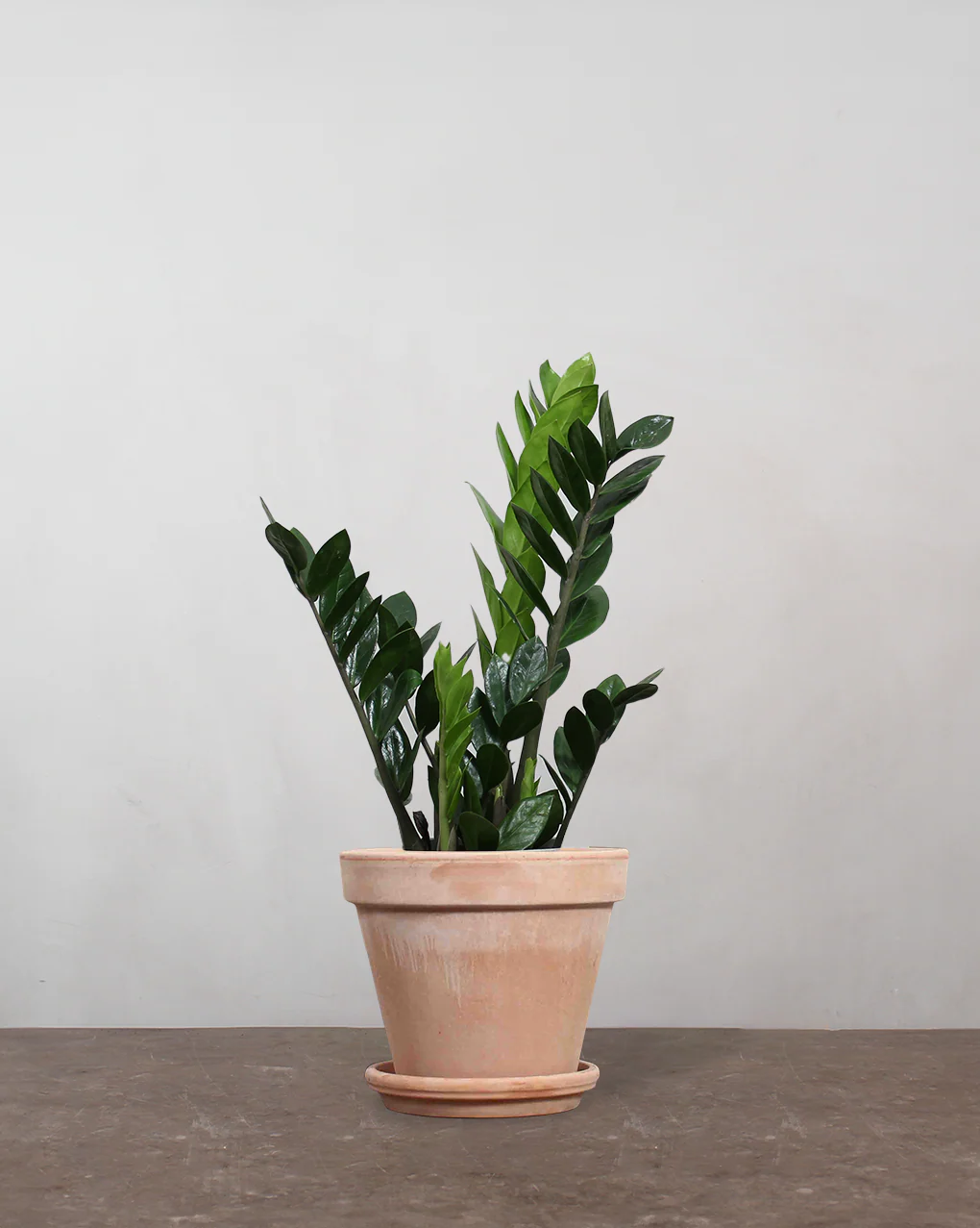Zamioculcas zamiifolia - 30-50 cm - Image 6