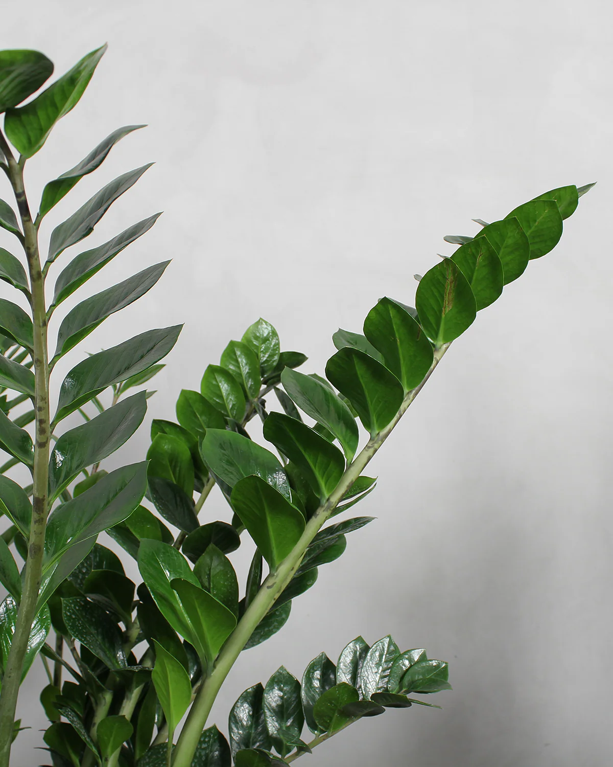 Essentials Plantepakke - Image 9