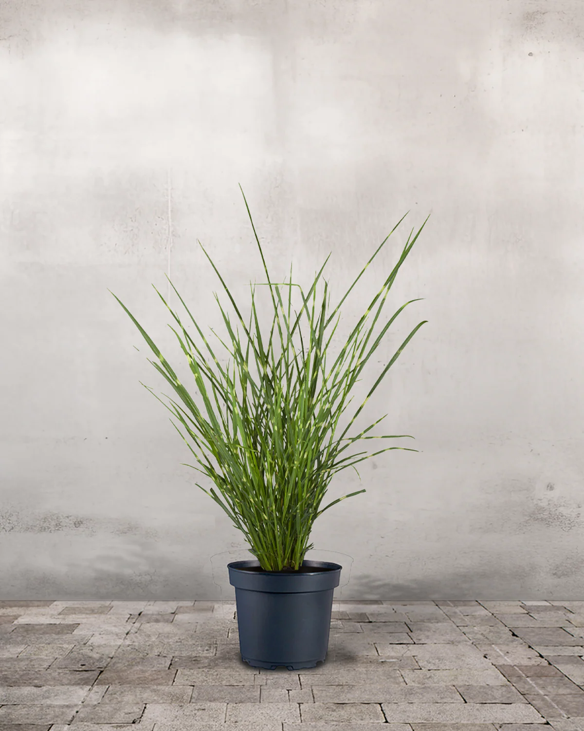 Zebragræs, Miscanthus sinensis 'Strictus'