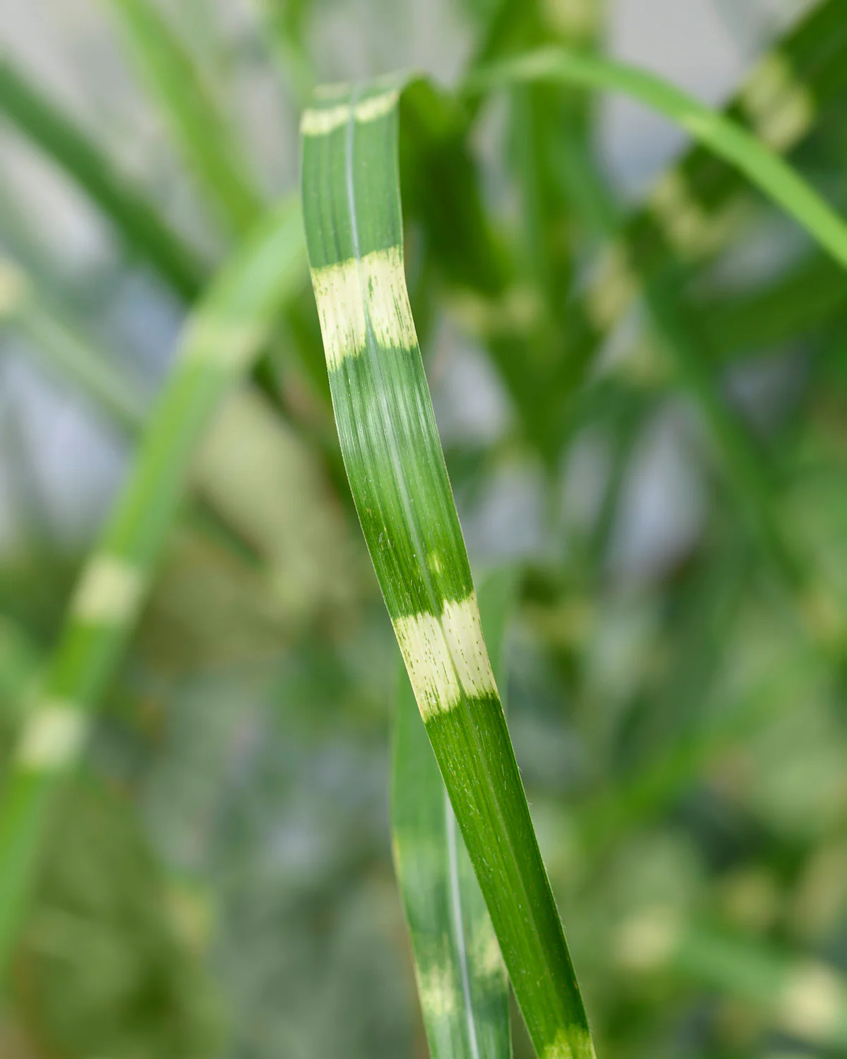 Zebragræs, Miscanthus sinensis 'Strictus' - Image 2