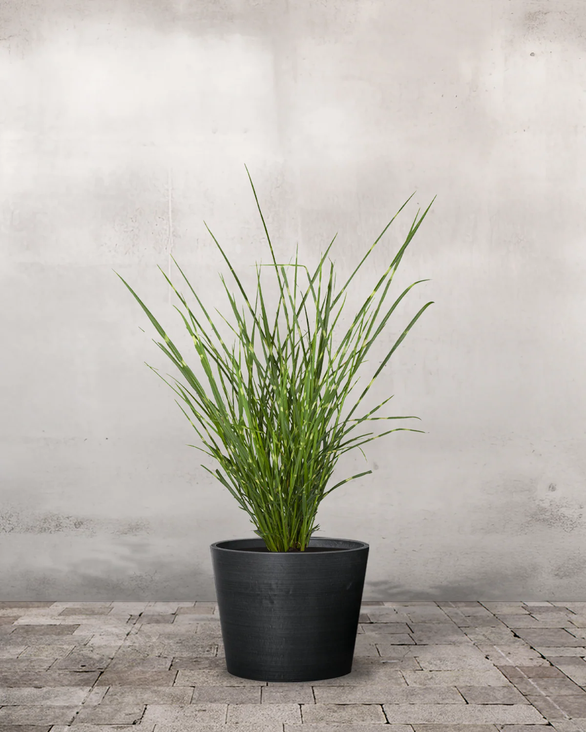 Zebragræs, Miscanthus sinensis 'Strictus' - Image 3