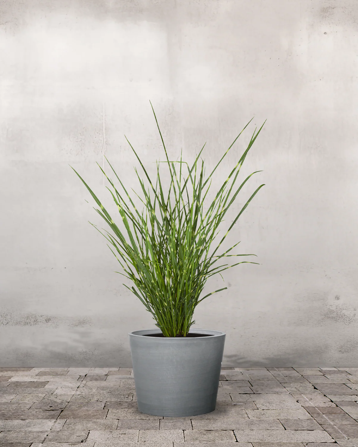 Zebragræs, Miscanthus sinensis 'Strictus' - Image 4