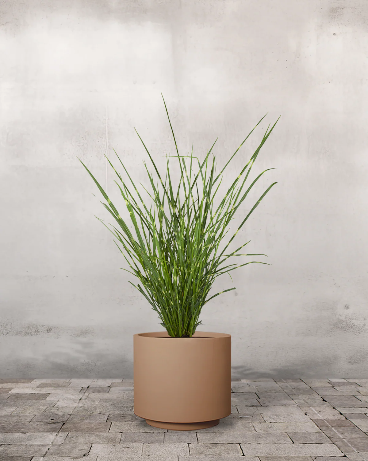 Zebragræs, Miscanthus sinensis 'Strictus' - Image 5
