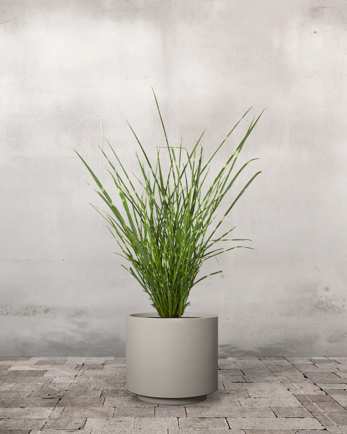 Zebragræs, Miscanthus sinensis 'Strictus' - Image 6