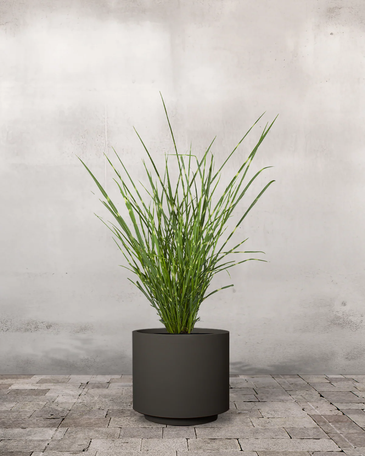 Zebragræs, Miscanthus sinensis 'Strictus' - Image 7